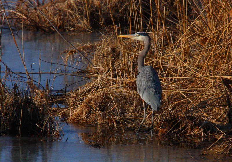 Blue Heron